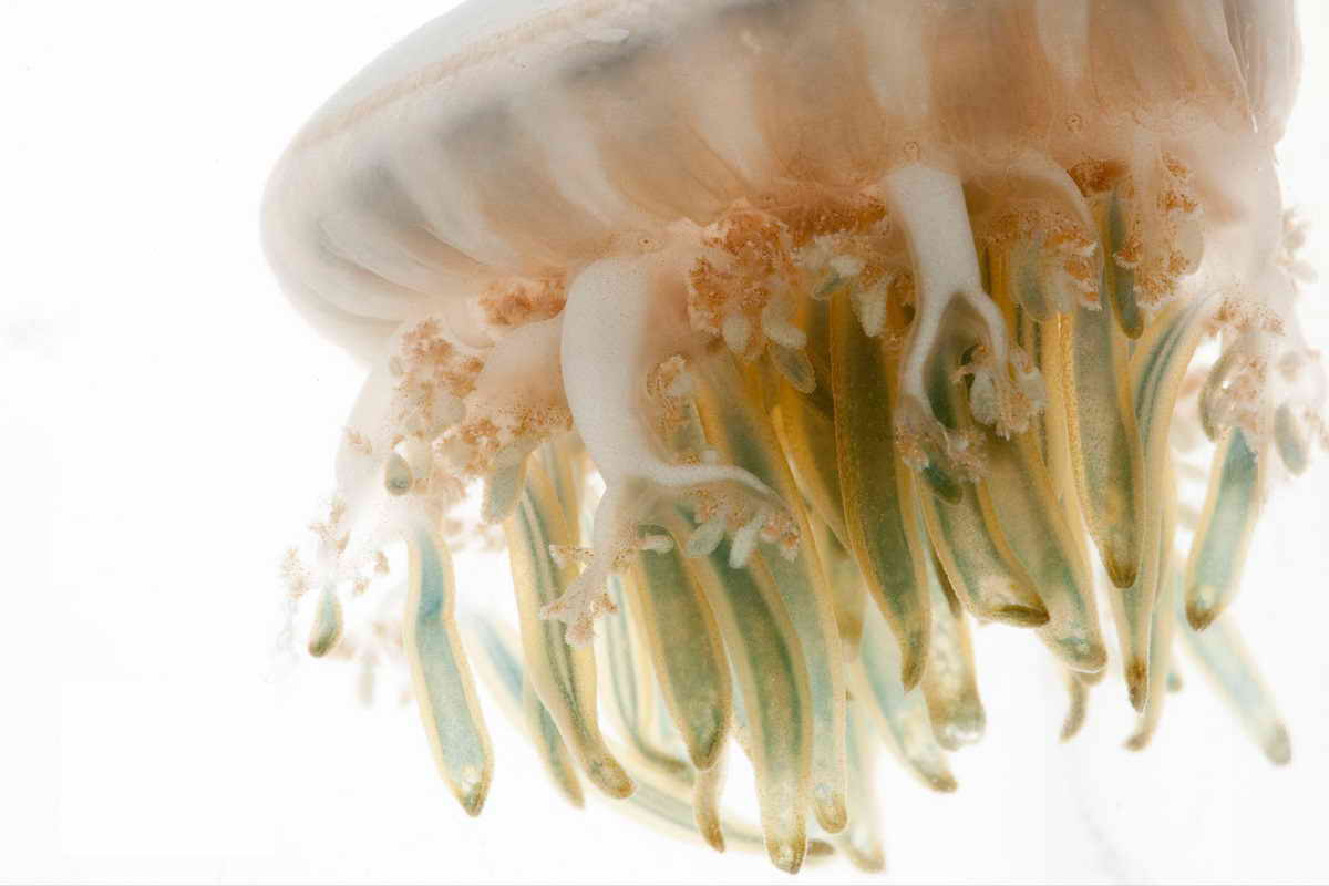 Сканворд: Медуза - 6 букв