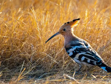 udod-ptitsa-bird-upupa-epops-hoopoe-trava-grass.jpg