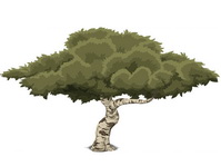 Сканворд: Дерево - 6 букв