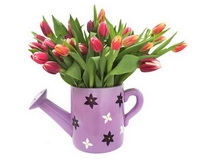 Сканворды: Тюльпаны - 8 букв