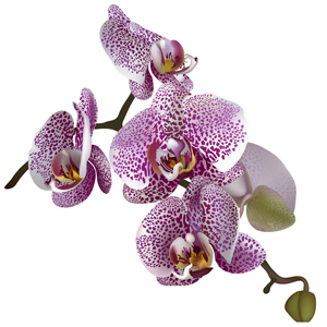 Сканворды: Орхидея - 7 букв