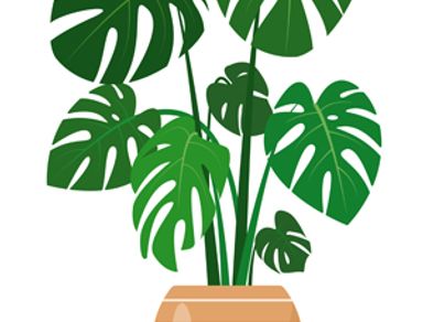 monstera.jpg